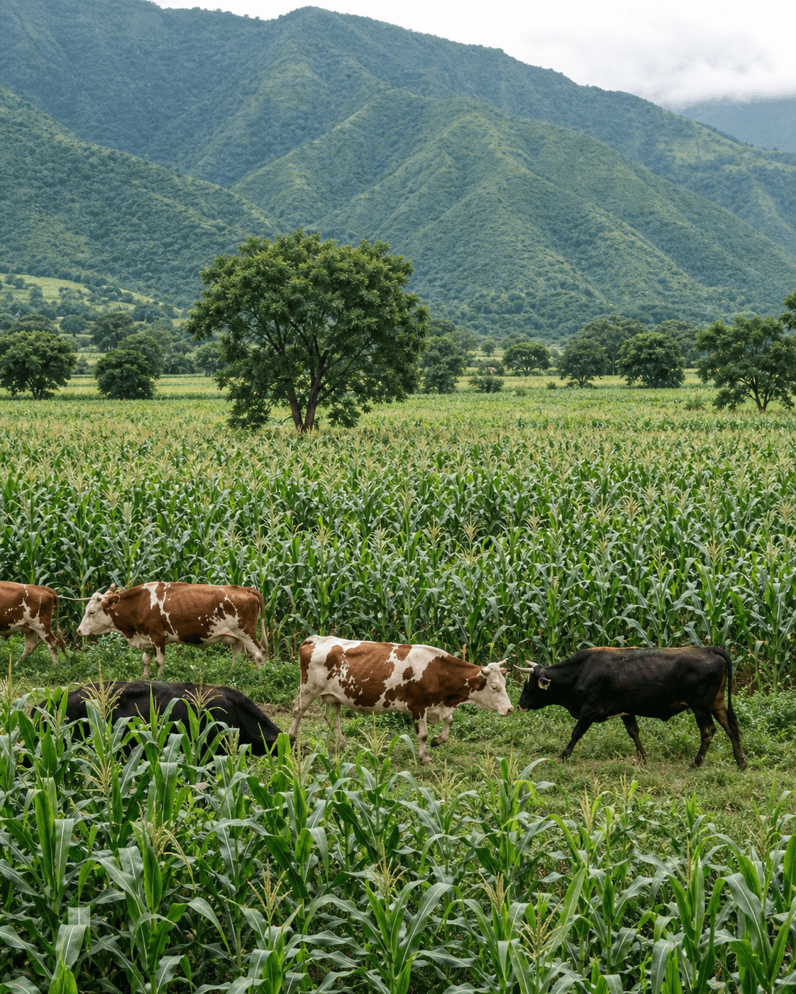 Cattle walking through crops beneath green mountains